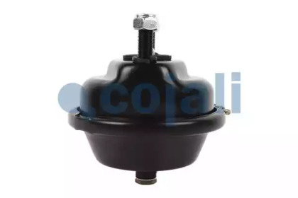 cojali 2351307